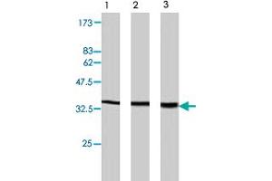 Western blot analysis of extract from PC-12 (lane 1) , NRK cells (lane 2) and Swiss3T3 cells (lane 3) , using Plscr2 polyclonal antibody  . (PLSCR2 抗体)
