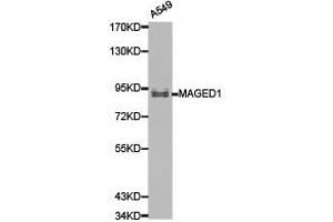 Western Blotting (WB) image for anti-Melanoma Antigen Family D, 1 (MAGED1) antibody (ABIN1873587) (MAGED1 抗体)