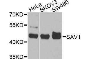 Western blot analysis of extracts of various cell lines, using S antibody (ABIN6132632, ABIN6147400, ABIN6147401 and ABIN6225327) at 1:1000 dilution. (SAV1 抗体  (AA 1-210))