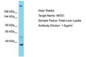 Image no. 1 for anti-Integrator Complex Subunit 1 (INTS1) (N-Term) antibody (ABIN6750568) (INTS1 抗体  (N-Term))