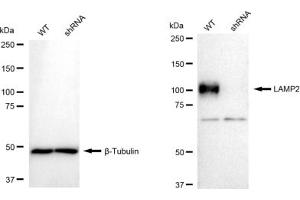 Western blotting analysis using LAMP2 antibody (ABIN7799310). (Recombinant LAMP2 抗体)