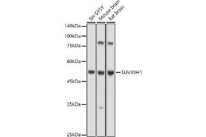 Western blot analysis of extracts of various cell lines, using SUV39H1 antibody (ABIN6128786, ABIN6148747, ABIN6148748 and ABIN6220187) at 1:1000 dilution. (SUV39H1 抗体  (AA 1-220))