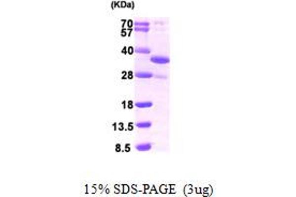 DDIT4 Protein (AA 1-232) (His tag)