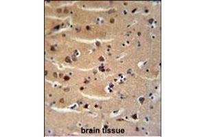 AXIN2 Antibody (C-term) (ABIN651608 and ABIN2840323) immunohistochemistry analysis in formalin fixed and paraffin embedded human brain tissue followed by peroxidase conjugation of the secondary antibody and DAB staining. (AXIN2 抗体  (C-Term))
