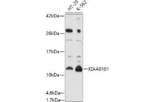 Western blot analysis of extracts of various cell lines, using KI antibody (ABIN6131466, ABIN6142838, ABIN6142839 and ABIN6214584) at 1:1000 dilution. (KIAA0101 抗体  (AA 1-111))