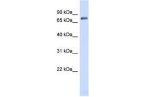 Image no. 1 for anti-Tripartite Motif Containing 41 (TRIM41) (AA 35-84) antibody (ABIN6741910) (TRIM41 抗体  (AA 35-84))