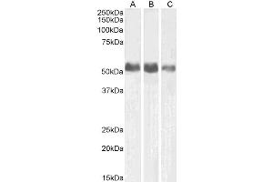 ABIN4902529 (0. (ALPL 抗体)