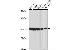 Western blot analysis of extracts of various cell lines using USP37 Polyclonal Antibody at dilution of 1:2000. (USP37 抗体)