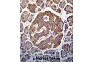 P3K13 (LZK) Antibody (C-term)  (ABIN652423 and ABIN2842093) immunohistochemistry analysis in forlin fixed and paraffin embedded hun pancreas tissue followed by peroxidase conjugation of the secondary antibody and DAB staining. (MAP3K13 抗体  (C-Term))