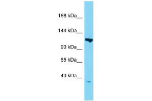 Host:  Rabbit  Target Name:  Taf3  Sample Type:  Mouse Heart lysates  Antibody Dilution:  1.