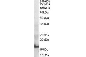 Western Blotting (WB) image for anti-SH2 Domain Containing 1A (SH2D1A) (AA 73-82) antibody (ABIN297645) (SH2D1A 抗体  (AA 73-82))