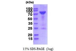 SDS-PAGE (SDS) image for Polyribonucleotide Nucleotidyltransferase 1 (PNPT1) (AA 46-783) protein (His tag) (ABIN6387565) (PNPT1 Protein (AA 46-783) (His tag))
