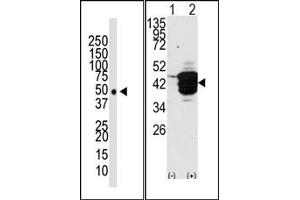 Image no. 2 for anti-Histone Deacetylase 11 (HDAC11) (N-Term) antibody (ABIN356659) (HDAC11 抗体  (N-Term))