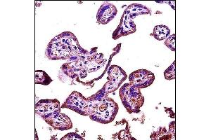 RIPK2 Antibody (N-term) (ABIN1881750 and ABIN2846672) immunohistochemistry analysis in formalin fixed and paraffin embedded human placenta tissue followed by peroxidase conjugation of the secondary antibody and DAB staining. (RIPK2 抗体  (N-Term))