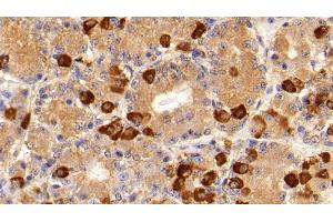 Detection of FSHb in Porcine Pituitary Tissue using Polyclonal Antibody to Follicle Stimulating Hormone Beta (FSHb) (FSHB 抗体  (AA 21-129))