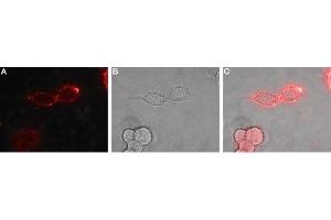 Expression of EphB1 in rat PC12 cells - Cell surface detection of EphB1 in live intact rat PC12 pheochromocytoma cells. (EPH Receptor B1 抗体  (Extracellular, N-Term))