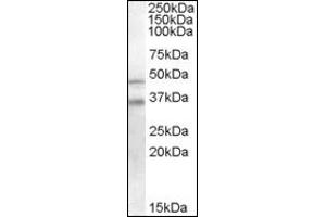 Image no. 2 for anti-GULP, Engulfment Adaptor PTB Domain Containing 1 (GULP1) (C-Term) antibody (ABIN372526) (GULP1 抗体  (C-Term))