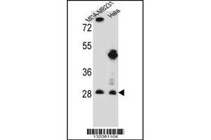 Western blot analysis in MDA-MB231,Hela cell line lysates (35ug/lane). (EIF4H 抗体  (AA 127-156))