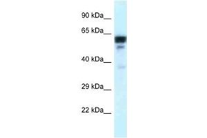 Western Blot showing TUBA1C antibody used at a concentration of 1 ug/ml against Placenta Lysate (TUBA1C 抗体  (C-Term))
