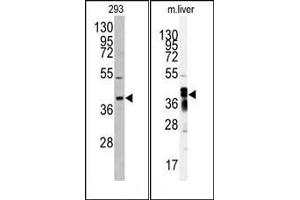 Western blot analysis of anti-AKR7A2 antibody (N-term) (ABIN391275 and ABIN2841325) in 293 cell line lysates (35 μg/lane).
