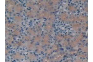 Immunohistochemistry (IHC) image for anti-Klotho beta (KLB) (AA 846-965) antibody (ABIN7436543)