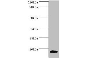 Western blot All lanes: MLANA antibody at 2 μg/mL + Mouse eye tissue Secondary Goat polyclonal to rabbit IgG at 1/10000 dilution Predicted band size: 13 kDa Observed band size: 13 kDa (MLANA 抗体  (AA 48-118))