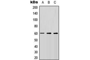 Western blot analysis of CD292 expression in HEK293T (A), Raw264. (BMPR1A 抗体  (N-Term))