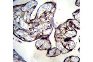 BNIP2 antibody immunohistochemistry analysis in formalin fixed and paraffin embedded human placenta tissue. (BNIP2 抗体  (AA 285-316))