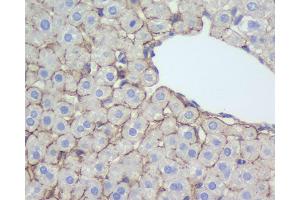 Immunohistochemistry analysis of paraffin-embedded rat liver using N-cadherin Polyclonal Antibody at dilution of 1:500. (N-Cadherin 抗体)