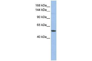WB Suggested Anti-UBE4A  Antibody Titration: 0. (UBE4A 抗体  (Middle Region))