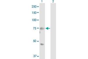 Western Blot analysis of MASP2 expression in transfected 293T cell line by MASP2 MaxPab polyclonal antibody. (MASP2 抗体  (AA 1-686))