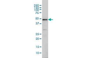 Western Blotting (WB) image for anti-Interferon Regulatory Factor 2 (IRF2) (AA 216-315) antibody (ABIN561522)