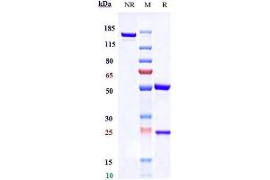 Anti-CTLA-4 / CD152 Reference Antibody (tremelimumab) on SDS-PAGE under reducing (R) condition. (Recombinant CTLA-4 (Tremelimumab Biosimilar) 抗体)