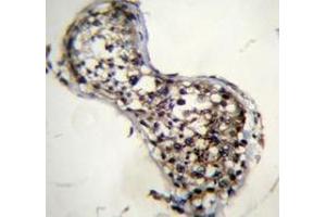 Immunohistochemistry analysis in human testis tissue (Formalin-fixed, Paraffin-embedded) using Squalene epoxidase / SQLE Antibody (N-term), followed by peroxidase conjugation of the secondary antibody and DAB staining. (SQLE 抗体  (N-Term))