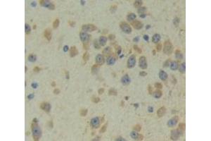 IHC-P analysis of Mouse Tissue, with DAB staining. (PCDHb2 抗体  (AA 79-253))