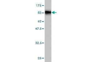 Western Blotting (WB) image for anti-Sulfite Oxidase (SUOX) (AA 1-488) antibody (ABIN563065)