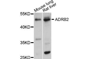 Western blot analysis of extracts of various cell lines, using ADRB2 antibody (ABIN1870845) at 1:1000 dilution. (beta 2 Adrenergic Receptor 抗体)