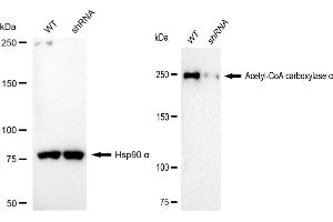 Western blotting analysis using Acetyl-CoA carboxylase α antibody (ABIN7797444).