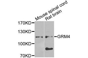 Western blot analysis of extracts of various cell lines, using GRM4 antibody (ABIN5974386) at 1/1000 dilution. (Metabotropic Glutamate Receptor 4 抗体)