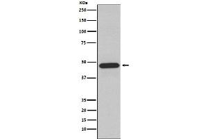 Western blot analysis of NCF1 expression in Raji cell lysate.