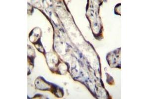 Immunohistochemistry analysis in formalin fixed and paraffin embedded human placenta tissue reacted with GDF15 Antibody (N-term) followed by peroxidase conjugation of the secondary antibody and DAB staining. (GDF15 抗体  (N-Term))