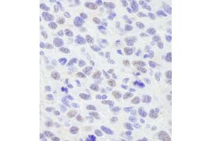 Immunohistochemistry (IHC) image for anti-Protein BANP (BANP) (C-Term) antibody (ABIN7448798) (BANP 抗体  (C-Term))