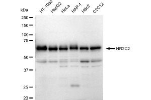 Western blotting analysis using NR2C2 antibody (ABIN7799652).