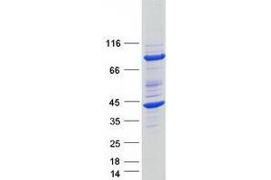 Western Blotting (WB) image for FK506 Binding Protein 6, 36kDa (FKBP6) (Transcript Variant 1) protein (Myc-DYKDDDDK Tag) (ABIN2721218)