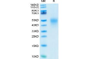 Human CD27 on Tris-Bis PAGE under reduced condition.