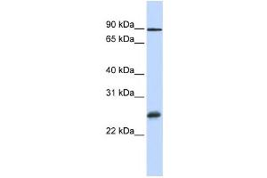 Western Blotting (WB) image for anti-RNA Binding Protein with Multiple Splicing (RBPMS) antibody (ABIN2458482) (RBPMS 抗体)