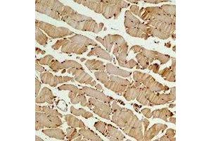 Immunohistochemical analysis of Beta3-tubulin staining in mouse skeletal muscle formalin fixed paraffin embedded tissue section. (TUBB3 抗体)