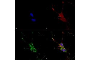 Immunocytochemistry/Immunofluorescence analysis using Mouse Anti-LGI1 Monoclonal Antibody, Clone S283-7 (ABIN1741279). (LGI1 抗体  (AA 37-113) (APC))
