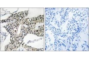 Immunohistochemistry (IHC) image for anti-Arylsulfatase K (ARSK) (AA 481-530) antibody (ABIN2890135) (Arylsulfatase K 抗体  (AA 481-530))