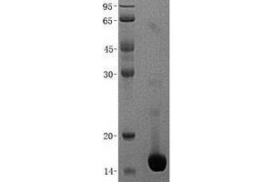Validation with Western Blot